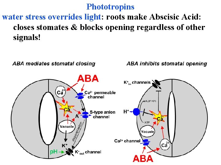 Phototropins water stress overrides light: roots make Abscisic Acid: closes stomates & blocks opening