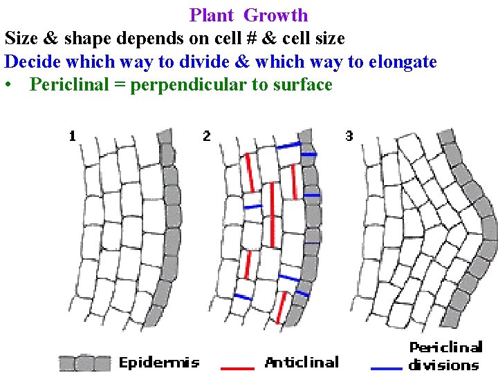 Plant Growth Size & shape depends on cell # & cell size Decide which