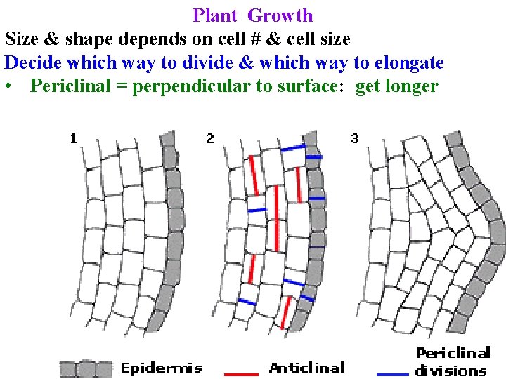 Plant Growth Size & shape depends on cell # & cell size Decide which