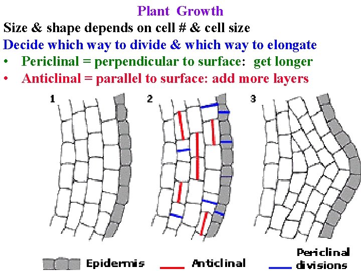 Plant Growth Size & shape depends on cell # & cell size Decide which