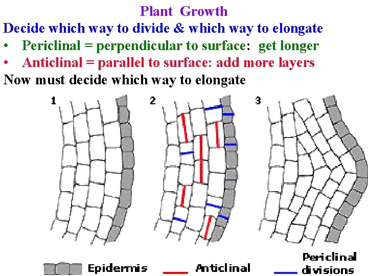 Plant Growth Decide which way to divide & which way to elongate • Periclinal