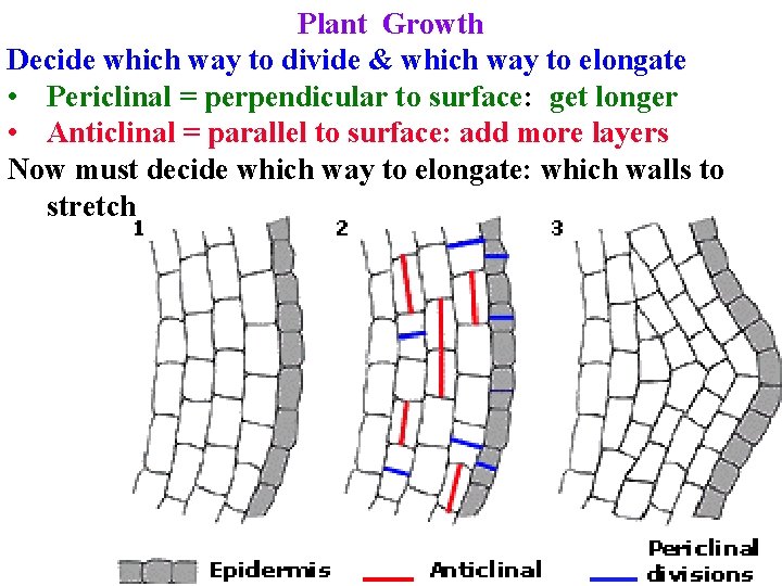 Plant Growth Decide which way to divide & which way to elongate • Periclinal