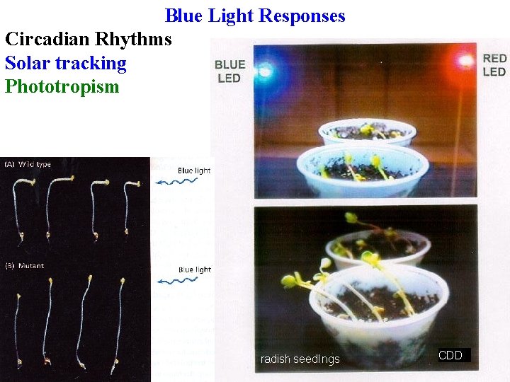 Blue Light Responses Circadian Rhythms Solar tracking Phototropism 