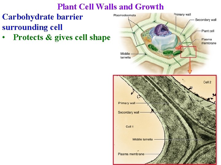 Plant Cell Walls and Growth Carbohydrate barrier surrounding cell • Protects & gives cell