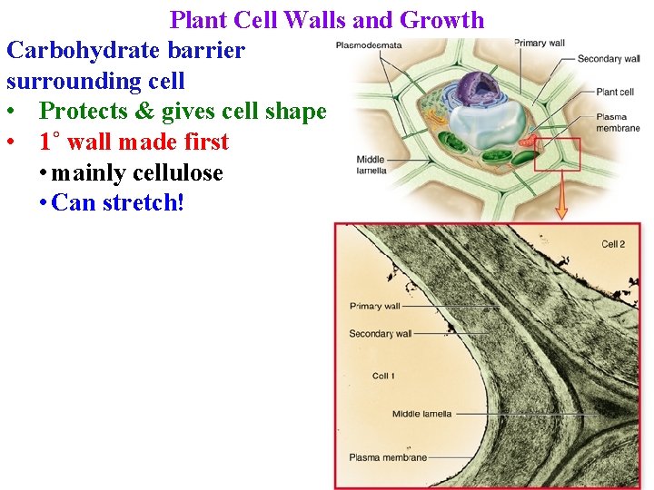 Plant Cell Walls and Growth Carbohydrate barrier surrounding cell • Protects & gives cell