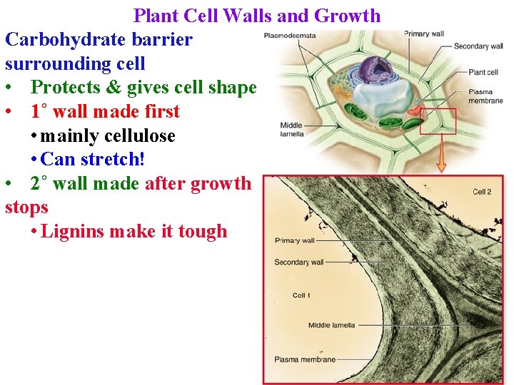 Plant Cell Walls and Growth Carbohydrate barrier surrounding cell • Protects & gives cell