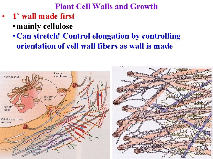 Plant Cell Walls and Growth • 1˚ wall made first • mainly cellulose •