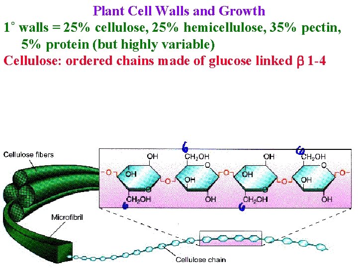 Plant Cell Walls and Growth 1˚ walls = 25% cellulose, 25% hemicellulose, 35% pectin,