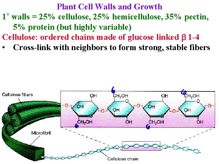 Plant Cell Walls and Growth 1˚ walls = 25% cellulose, 25% hemicellulose, 35% pectin,