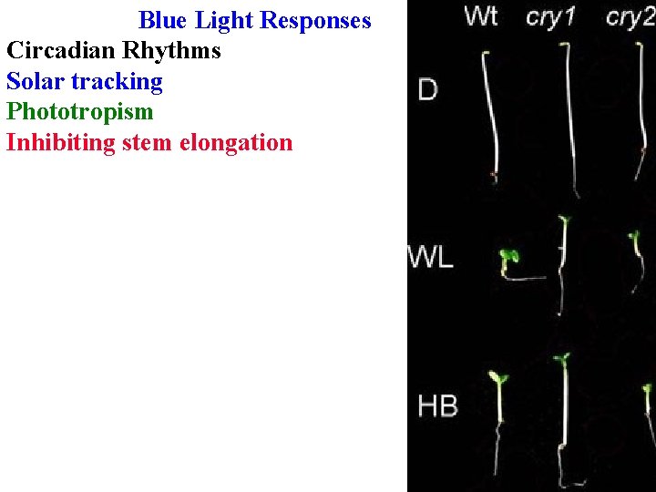 Blue Light Responses Circadian Rhythms Solar tracking Phototropism Inhibiting stem elongation 