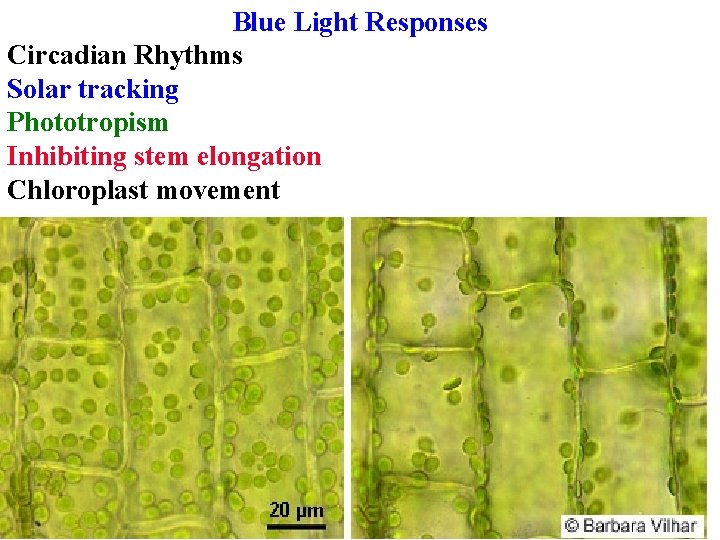 Blue Light Responses Circadian Rhythms Solar tracking Phototropism Inhibiting stem elongation Chloroplast movement 