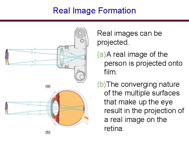 Real Image Formation Real images can be projected. (a)A real image of the person Real Image Formation Real images can be projected. (a)A real image of the person