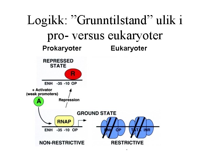 Logikk: ”Grunntilstand” ulik i pro- versus eukaryoter Prokaryoter Eukaryoter 