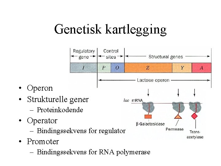 Genetisk kartlegging • Operon • Strukturelle gener – Proteinkodende • Operator – Bindingssekvens for