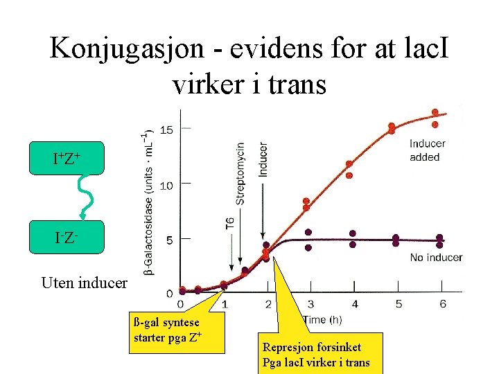 Konjugasjon - evidens for at lac. I virker i trans I+ Z + I