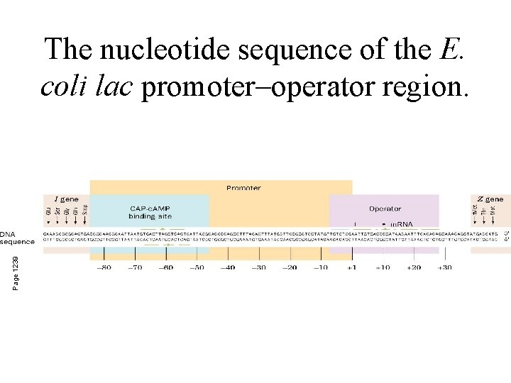 Page 1239 The nucleotide sequence of the E. coli lac promoter–operator region. 