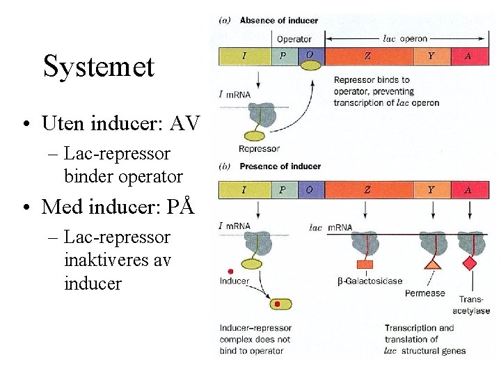 Systemet • Uten inducer: AV – Lac-repressor binder operator • Med inducer: PÅ –