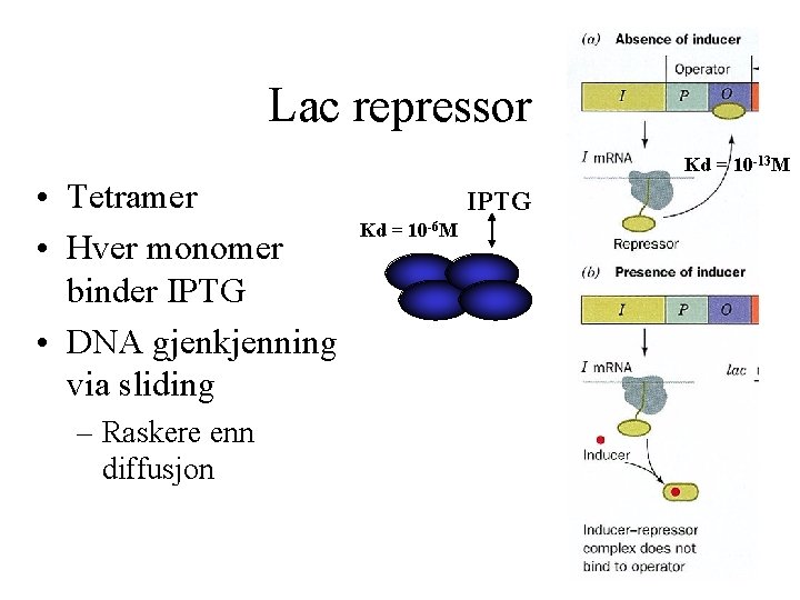 Lac repressor Kd = 10 -13 M • Tetramer • Hver monomer binder IPTG