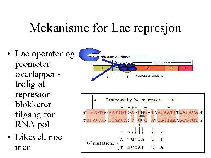 Mekanisme for Lac represjon • Lac operator og promoter overlapper trolig at repressor blokkerer