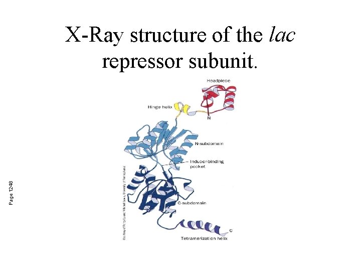 Page 1248 X-Ray structure of the lac repressor subunit. 