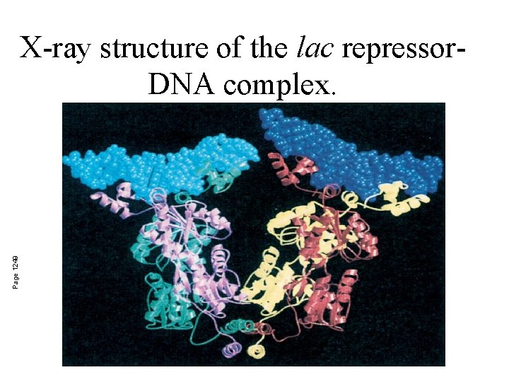 Page 1249 X-ray structure of the lac repressor. DNA complex. 