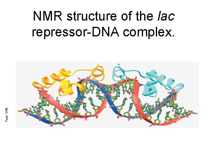 Page 1249 NMR structure of the lac repressor-DNA complex. 