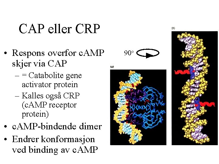 CAP eller CRP • Respons overfor c. AMP skjer via CAP – = Catabolite