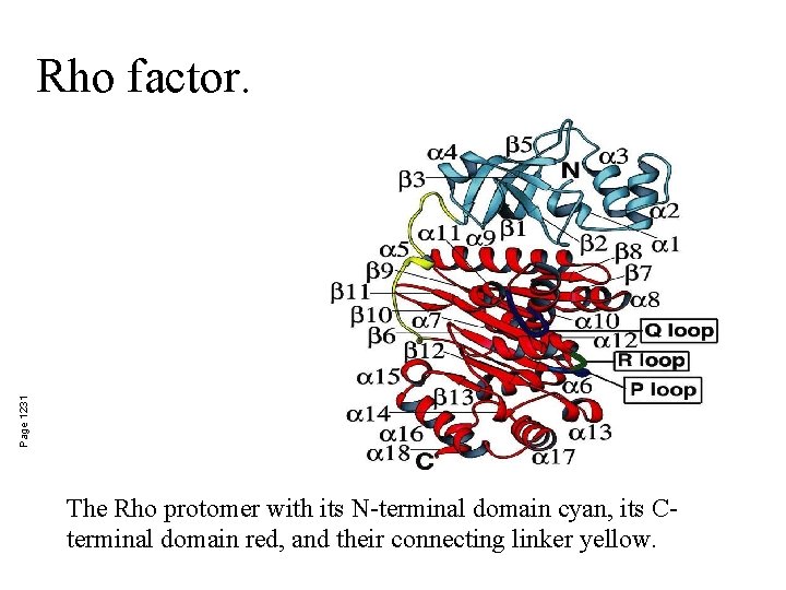 Page 1231 Rho factor. The Rho protomer with its N-terminal domain cyan, its Cterminal