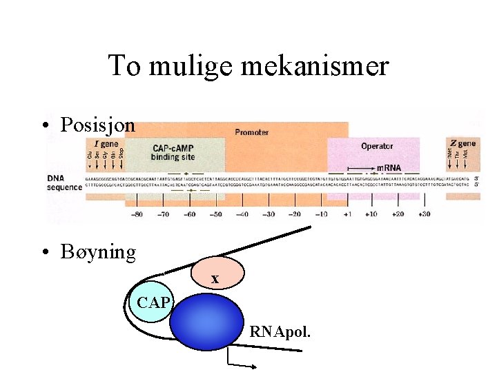 To mulige mekanismer • Posisjon • Bøyning x CAP RNApol. 