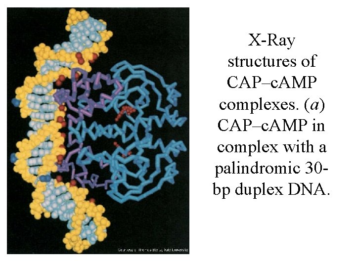 Page 1241 X-Ray structures of CAP–c. AMP complexes. (a) CAP–c. AMP in complex with