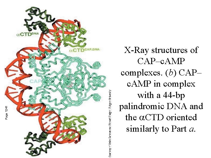 Page 1241 X-Ray structures of CAP–c. AMP complexes. (b) CAP– c. AMP in complex