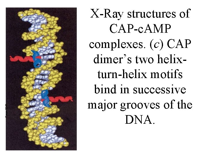 Page 1241 X-Ray structures of CAP-c. AMP complexes. (c) CAP dimer’s two helixturn-helix motifs