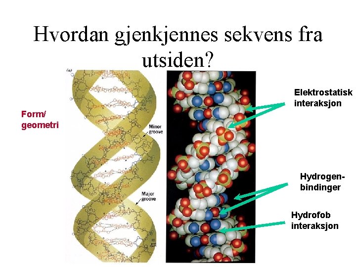 Hvordan gjenkjennes sekvens fra utsiden? Elektrostatisk interaksjon Form/ geometri Hydrogenbindinger Hydrofob interaksjon 