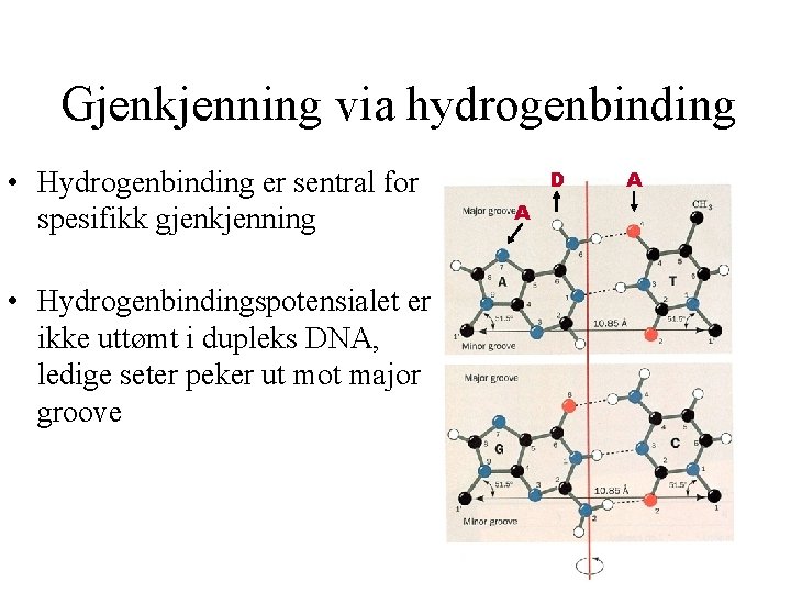 Gjenkjenning via hydrogenbinding • Hydrogenbinding er sentral for spesifikk gjenkjenning • Hydrogenbindingspotensialet er ikke