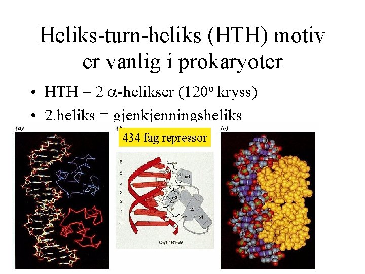 Heliks-turn-heliks (HTH) motiv er vanlig i prokaryoter • HTH = 2 -helikser (120 o