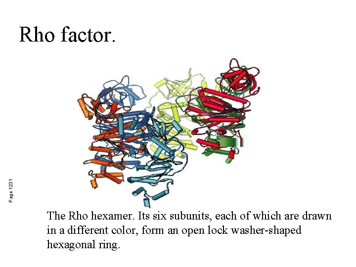 Page 1231 Rho factor. The Rho hexamer. Its six subunits, each of which are