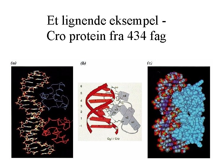 Et lignende eksempel Cro protein fra 434 fag 