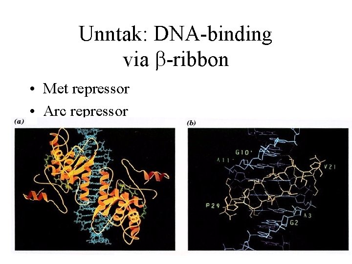 Unntak: DNA-binding via b-ribbon • Met repressor • Arc repressor 