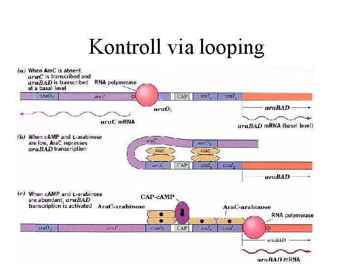 Kontroll via looping 