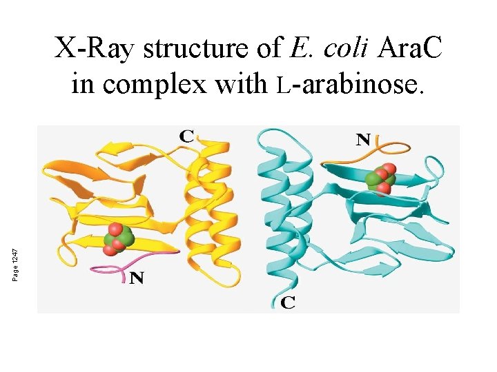 Page 1247 X-Ray structure of E. coli Ara. C in complex with L-arabinose. 