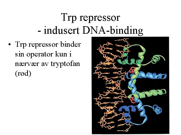 Trp repressor - indusert DNA-binding • Trp repressor binder sin operator kun i nærvær