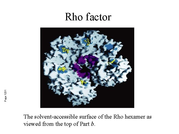 Page 1231 Rho factor The solvent-accessible surface of the Rho hexamer as viewed from