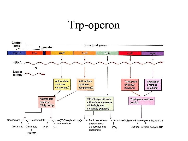 Trp-operon 