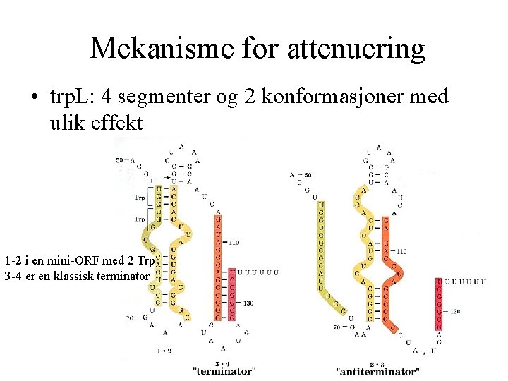 Mekanisme for attenuering • trp. L: 4 segmenter og 2 konformasjoner med ulik effekt