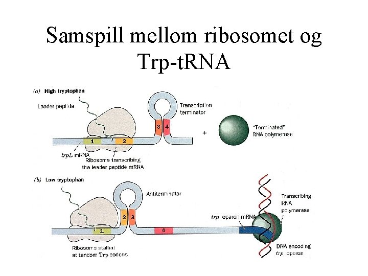 Samspill mellom ribosomet og Trp-t. RNA 