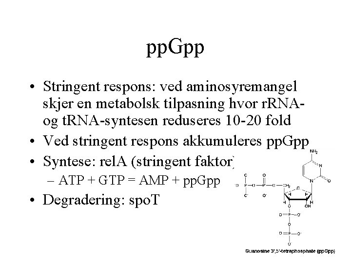 pp. Gpp • Stringent respons: ved aminosyremangel skjer en metabolsk tilpasning hvor r. RNAog