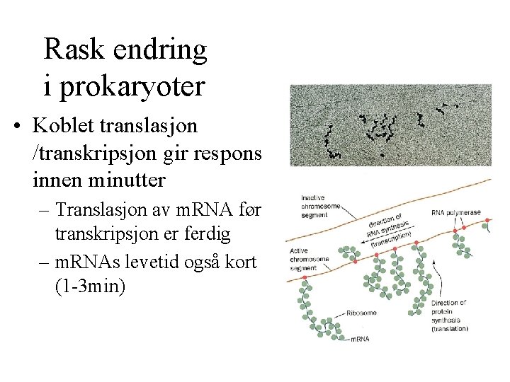 Rask endring i prokaryoter • Koblet translasjon /transkripsjon gir respons innen minutter – Translasjon