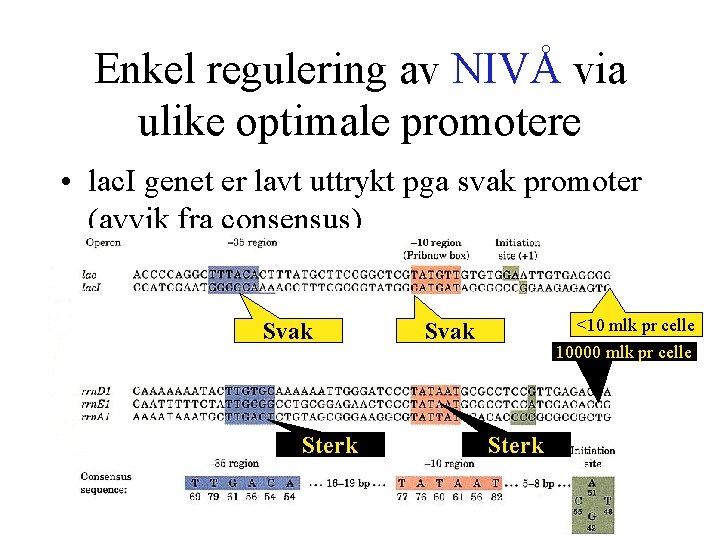 Enkel regulering av NIVÅ via ulike optimale promotere • lac. I genet er lavt