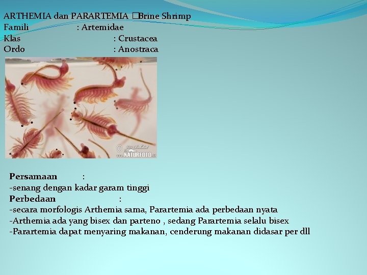 ARTHEMIA dan PARARTEMIA � Brine Shrimp Famili : Artemidae Klas : Crustacea Ordo :