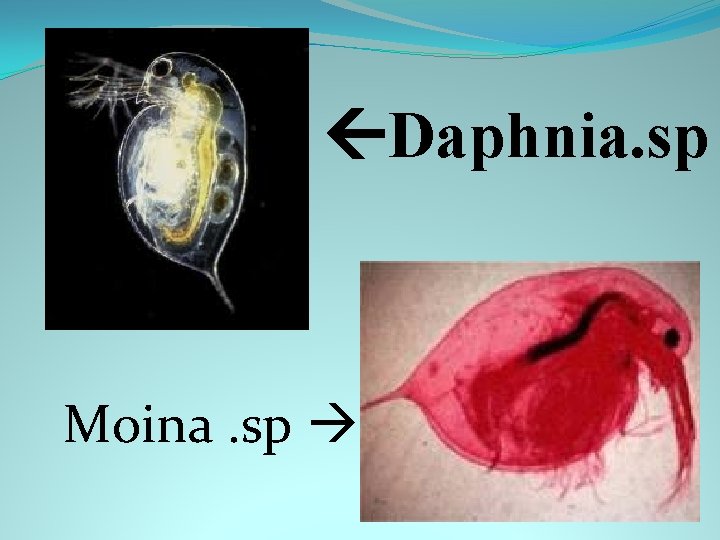  Daphnia. sp Moina. sp 